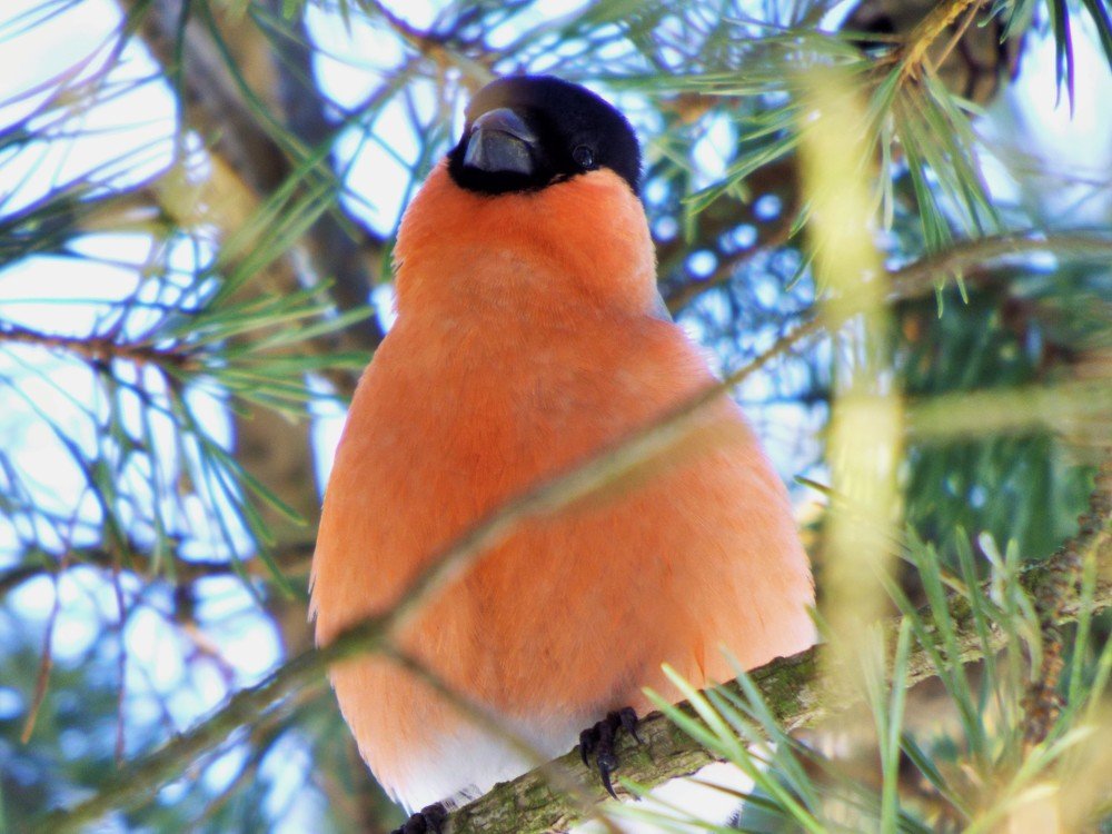 Фотография автора Виктор Конев