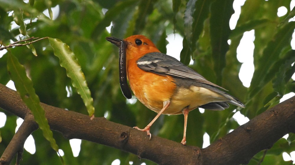 Orange Headed Thrush with catch