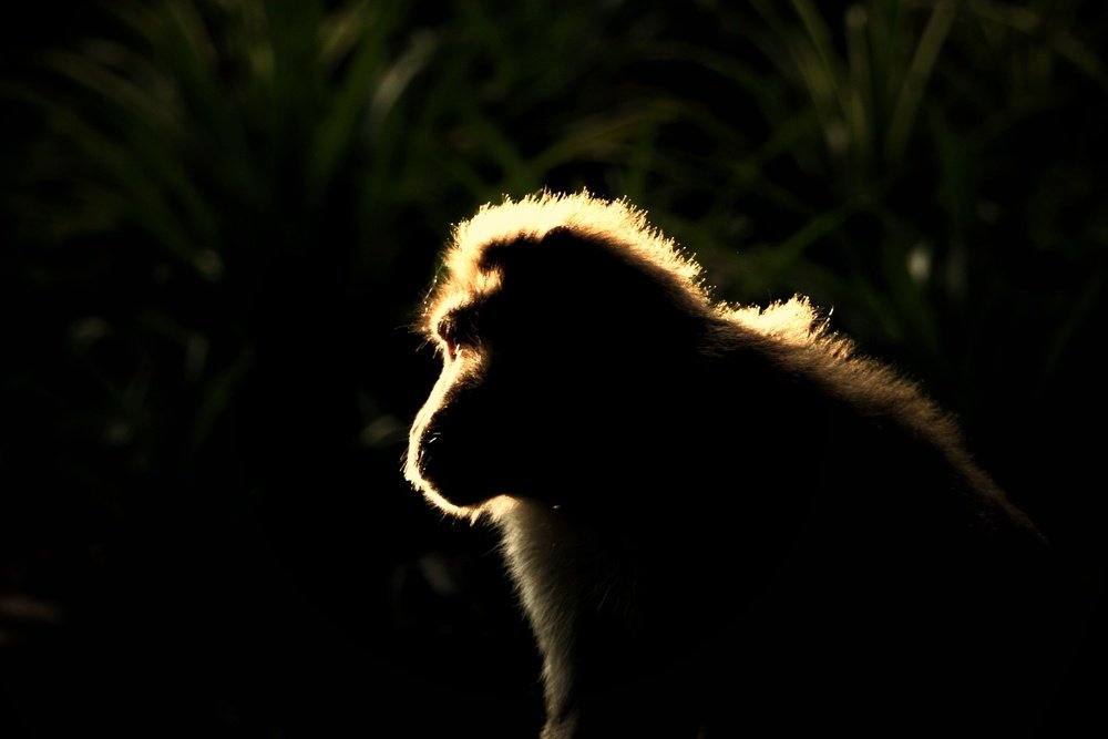 Photograph by  Janardanan