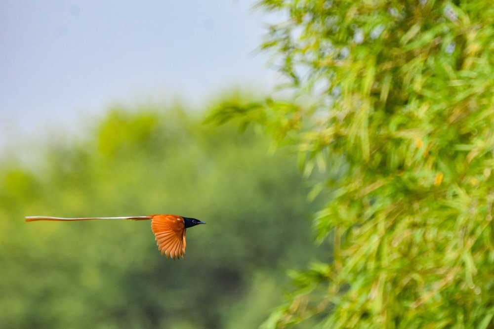 Photograph by Bhoobalakrishnan G