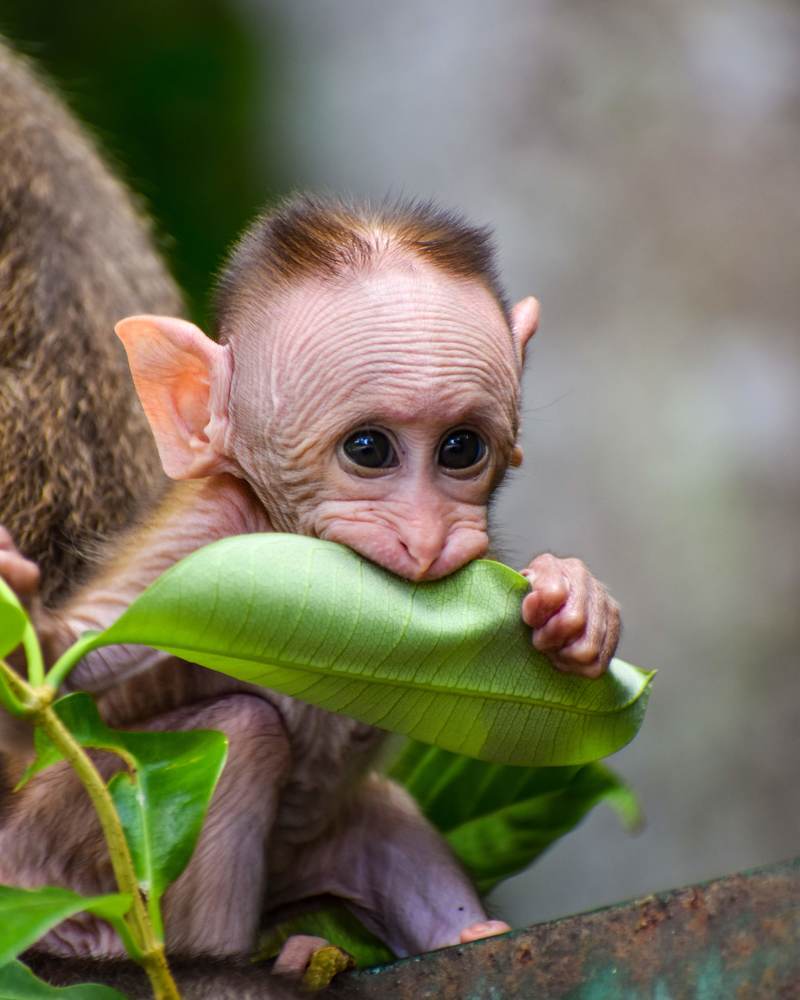 Cuteness in the wild