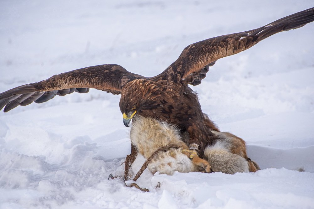 Беркут с добычей.