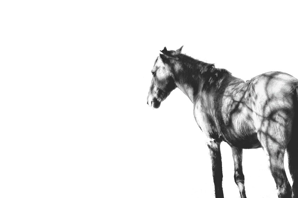 Photograph by Shourya Dadhich