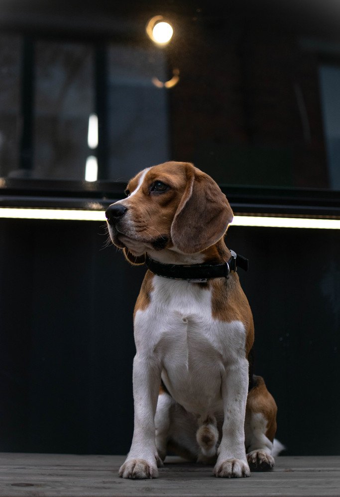 Ночной страж города