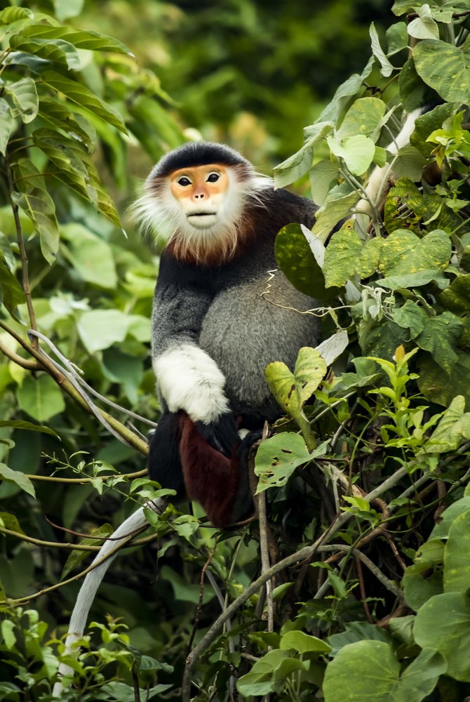 Photograph by Lê Trung Phùng