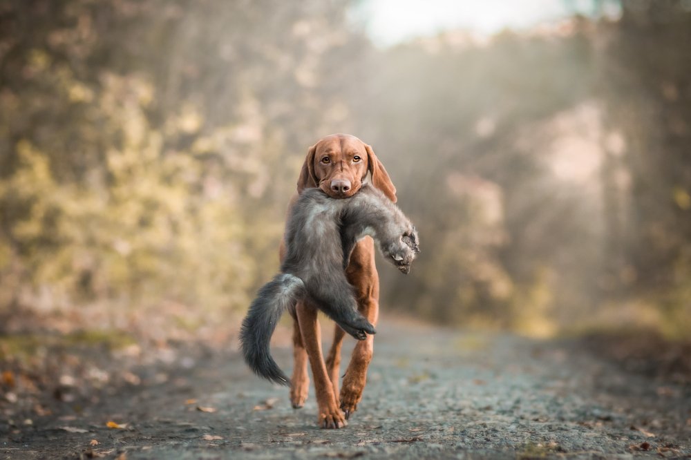 Vizsla on the hunt