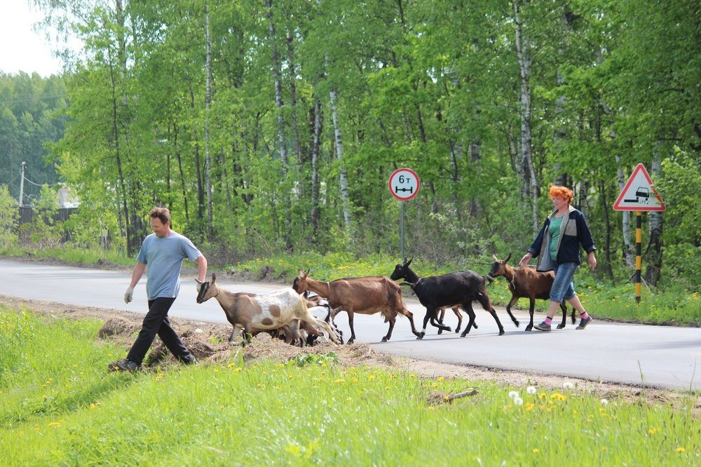 Кто шагает дружно в ряд?