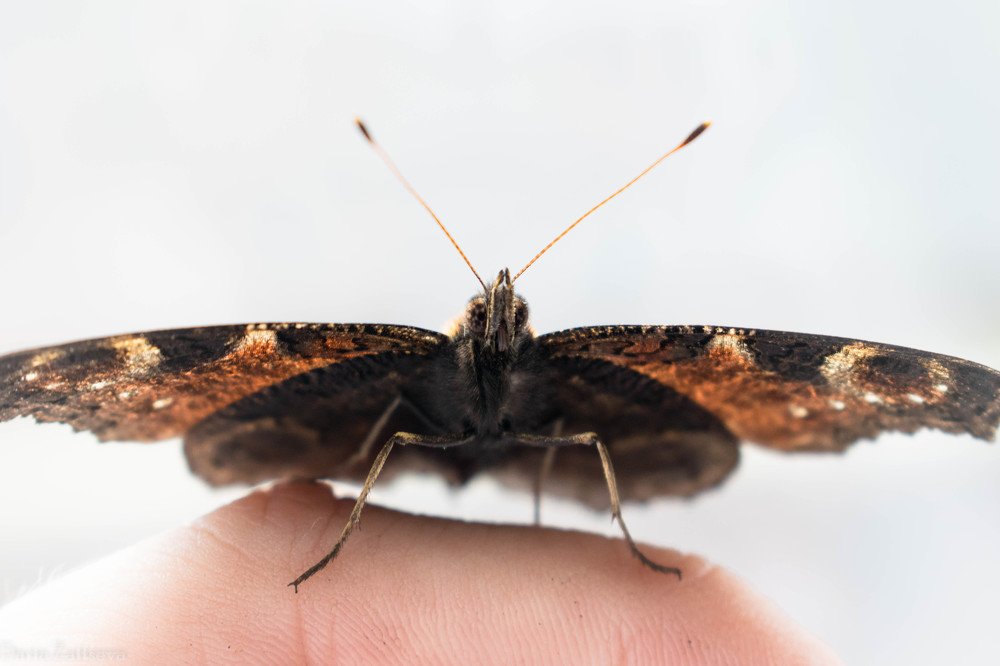 Photograph by Дарья Зайцева