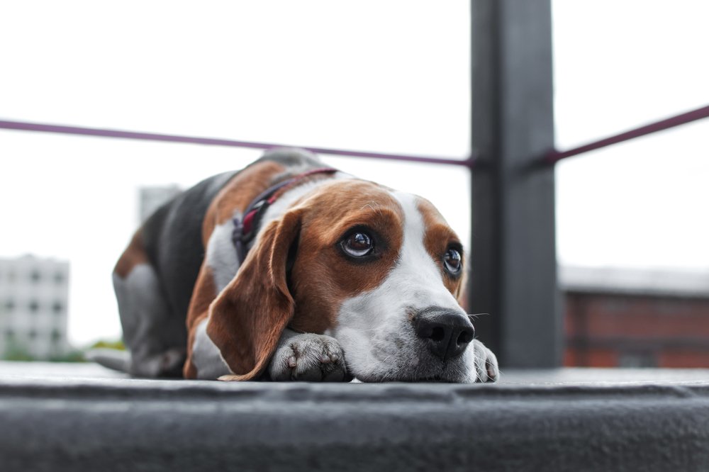Городской Хатико