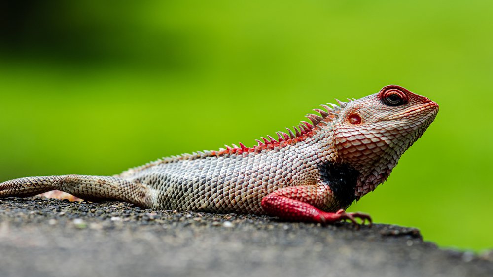 Фотография автора Gopal Sutar