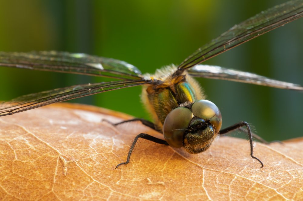 Photograph by Сергей Романченко