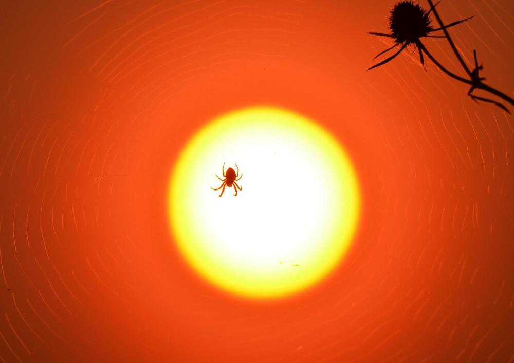 Ловец солнца