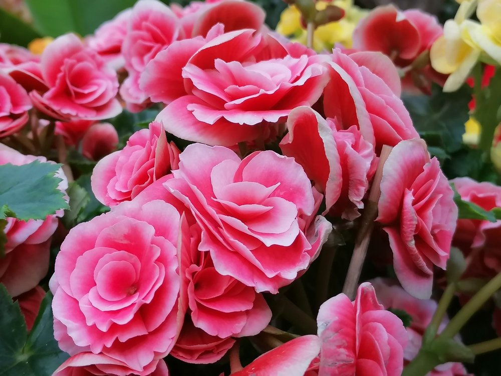 Photograph by tanase nicolae