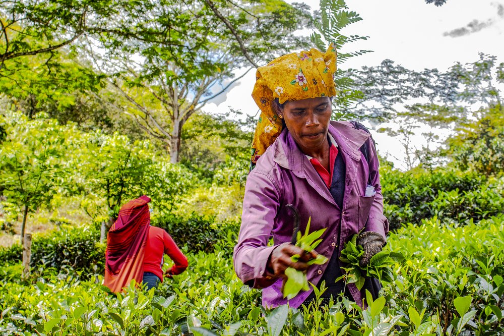 Photograph by Saranjan