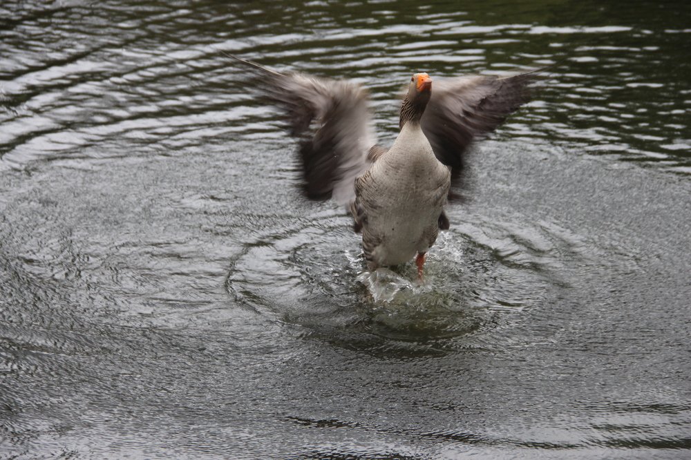 Photograph by Валентина