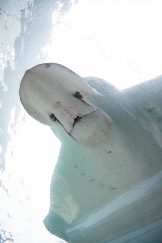 Photograph by Димитар Бирачоски