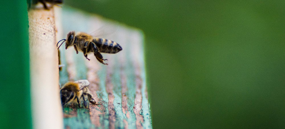 Photograph by Димитар Бирачоски