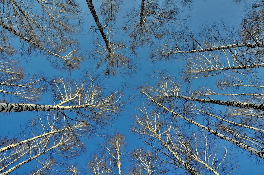 Photograph by НИНА АВЕРЬЯНОВА