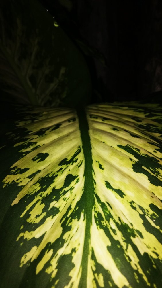 leaf pattern