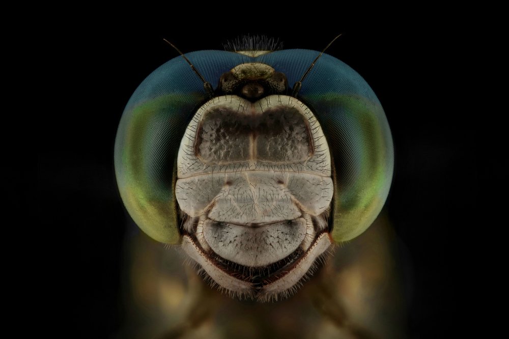 Photograph by Mofeed Abu Shalwa