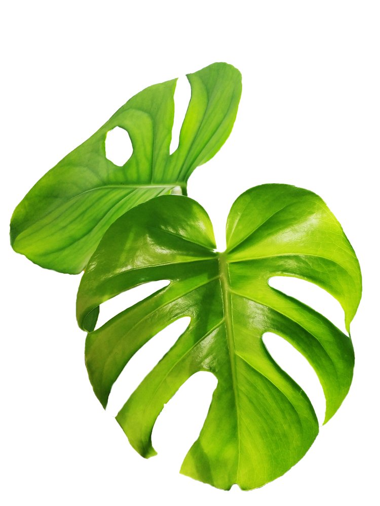 Photograph by Vira Falkina