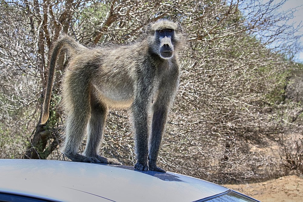 Ты башкой-то не крути, следи за дорогой!