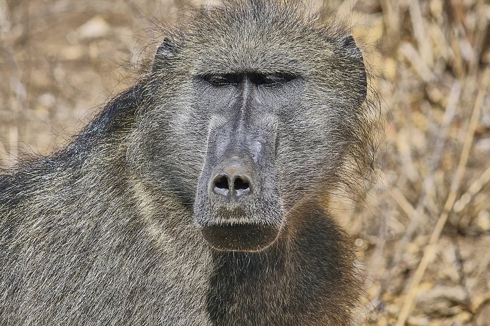 Кого, кого назвал ты бандерлогом?!