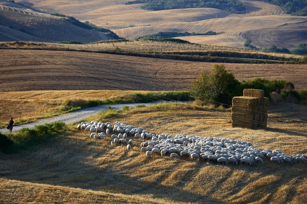 The man and the sheep