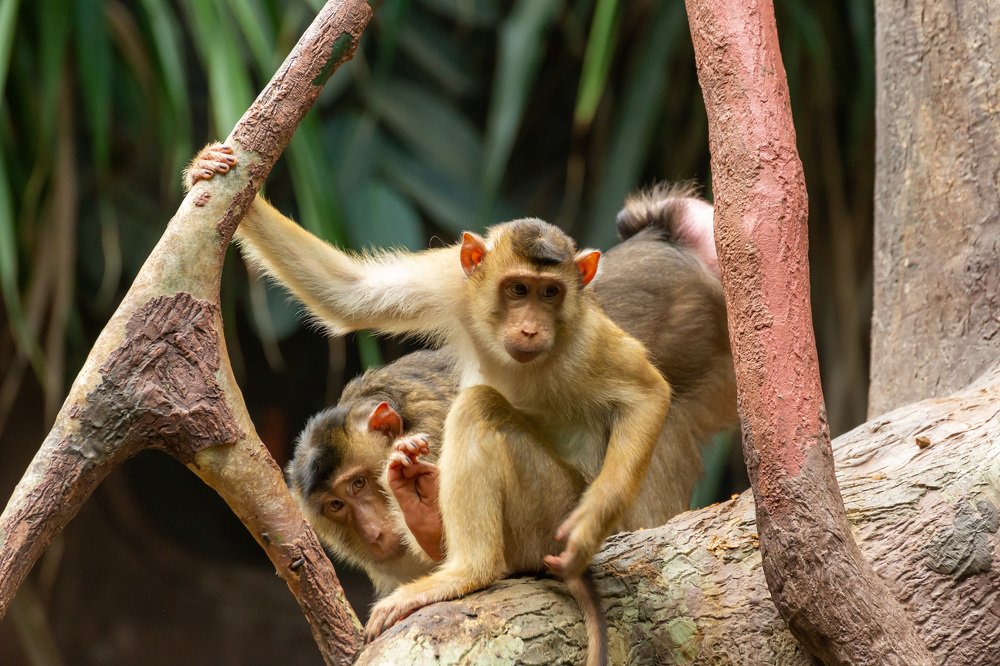 Кто пришел?