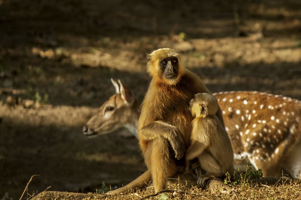 Photograph by Partha Chakraborty