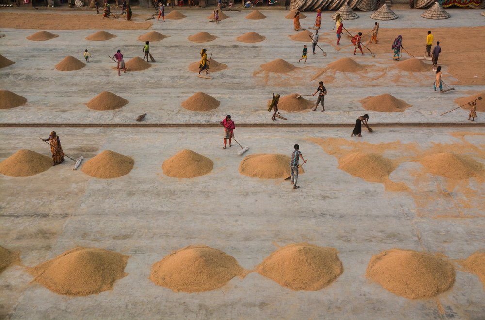 Traditional Rice Drying Process