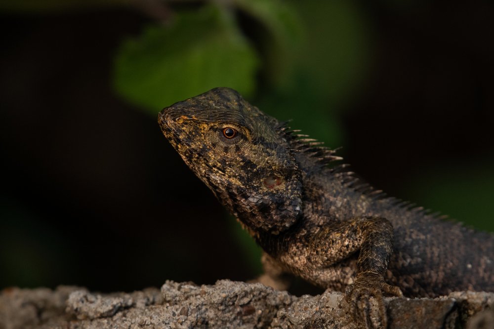 The Indian Chameleon