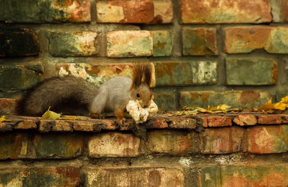 Белка и стекловата