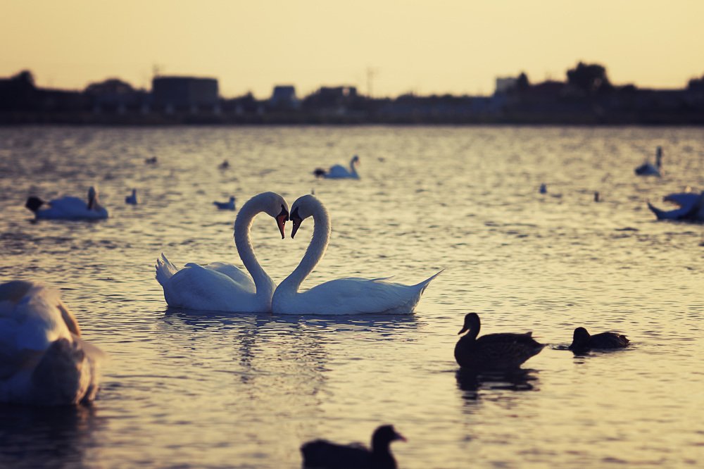Swans love