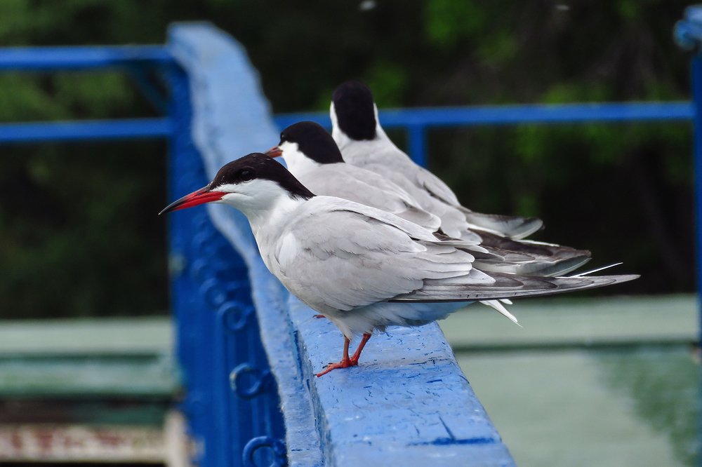 Photograph by Наталья Бондарева