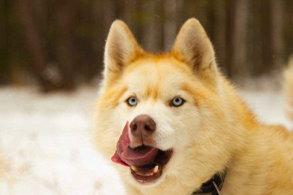 Хаски Шаман