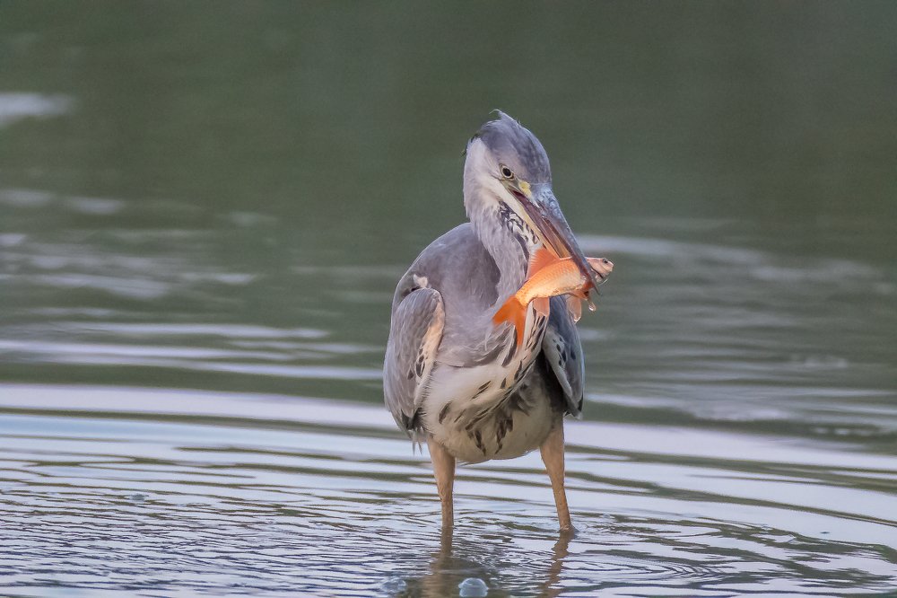 Photograph by Andrzej Wegner