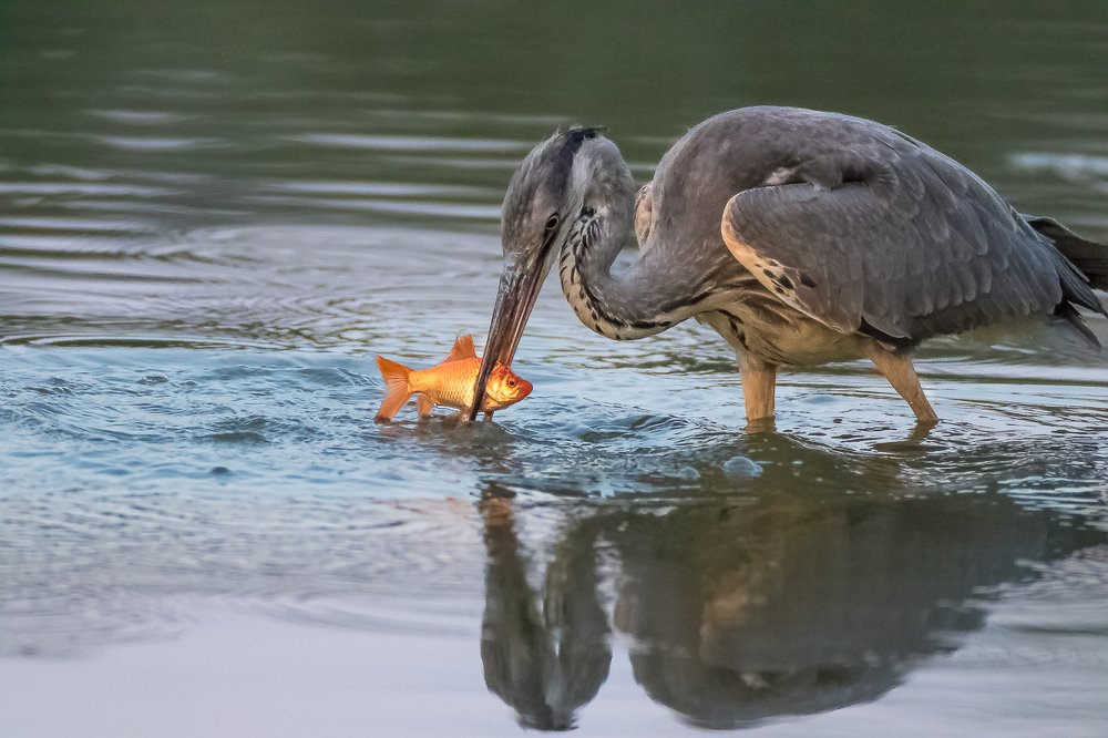 Photograph by Andrzej Wegner