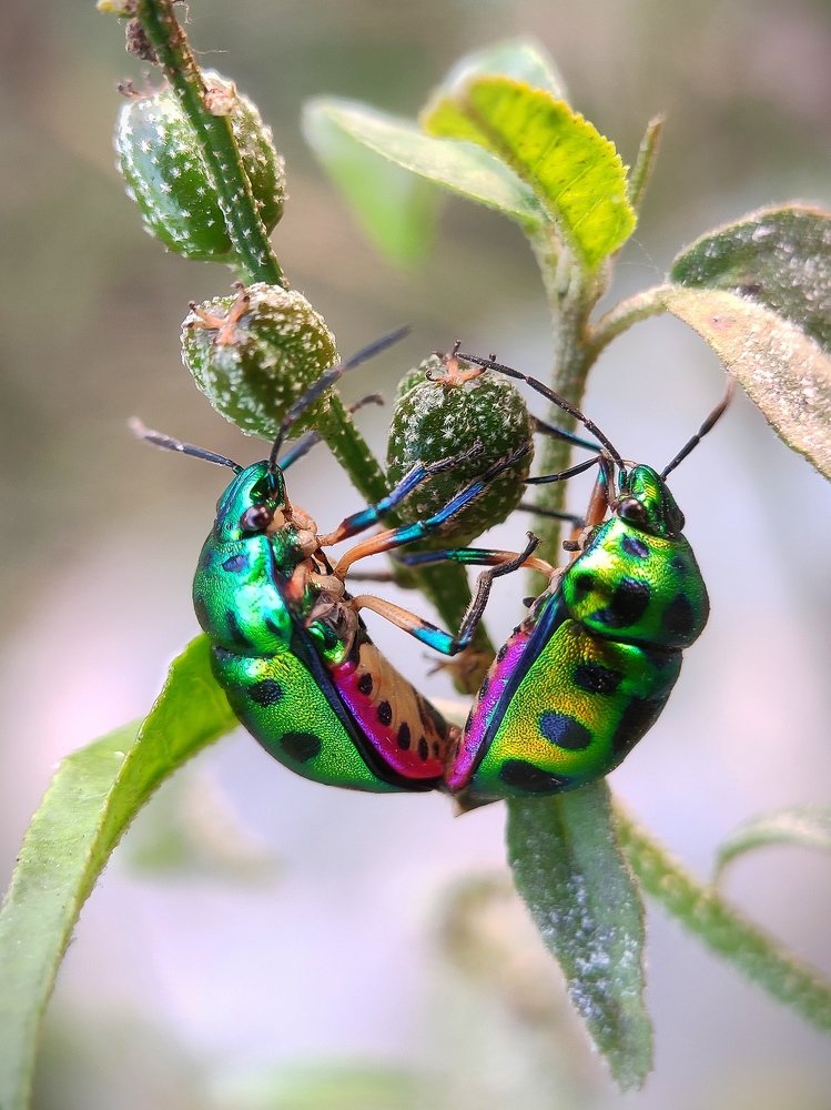Mating of Jewel Bug