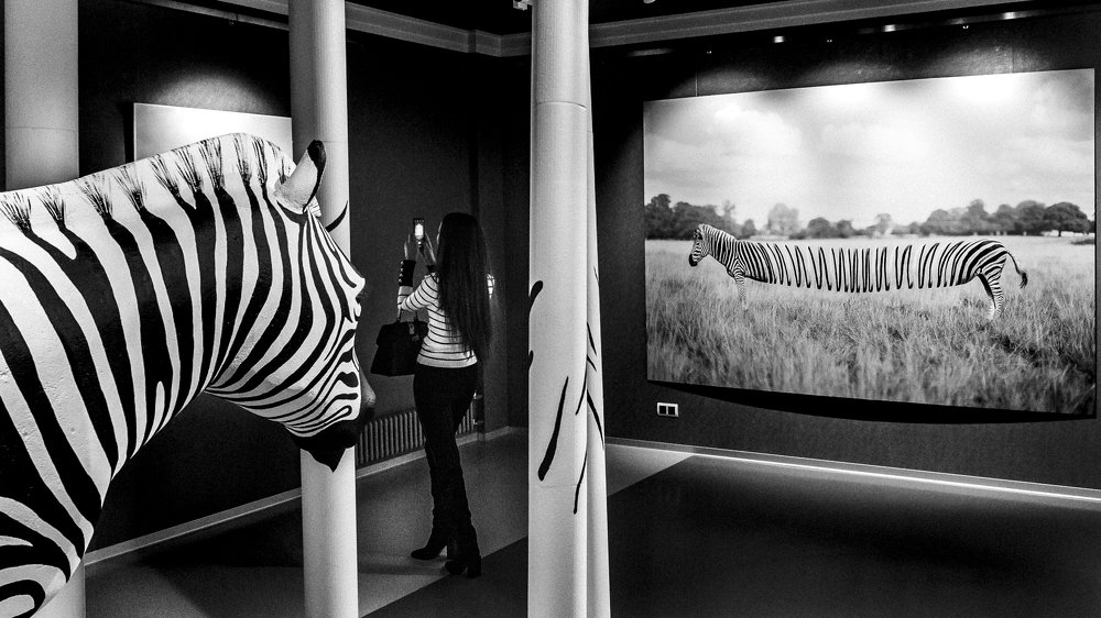 З-з-зебрость