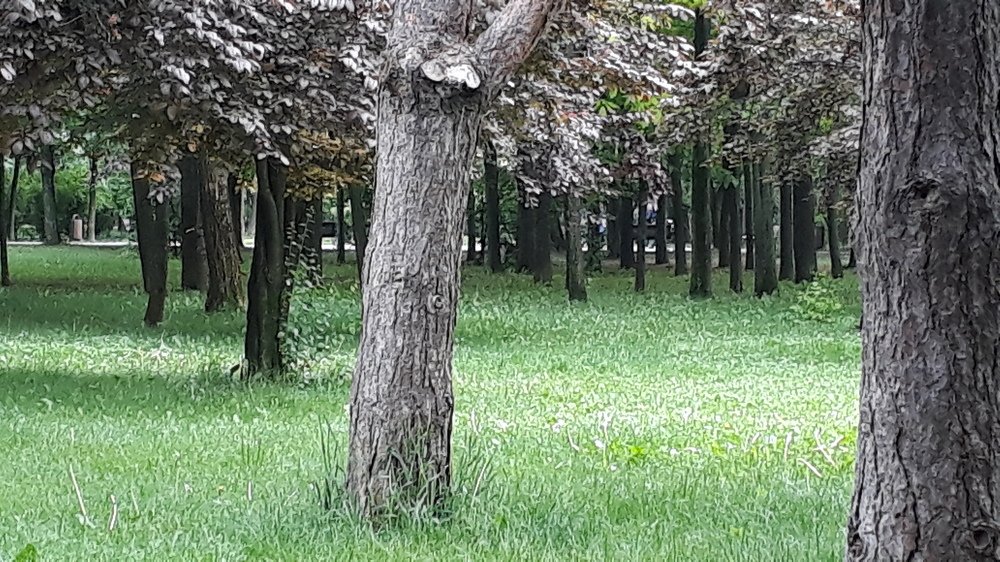 Photograph by Marius-Angel Gheorghe