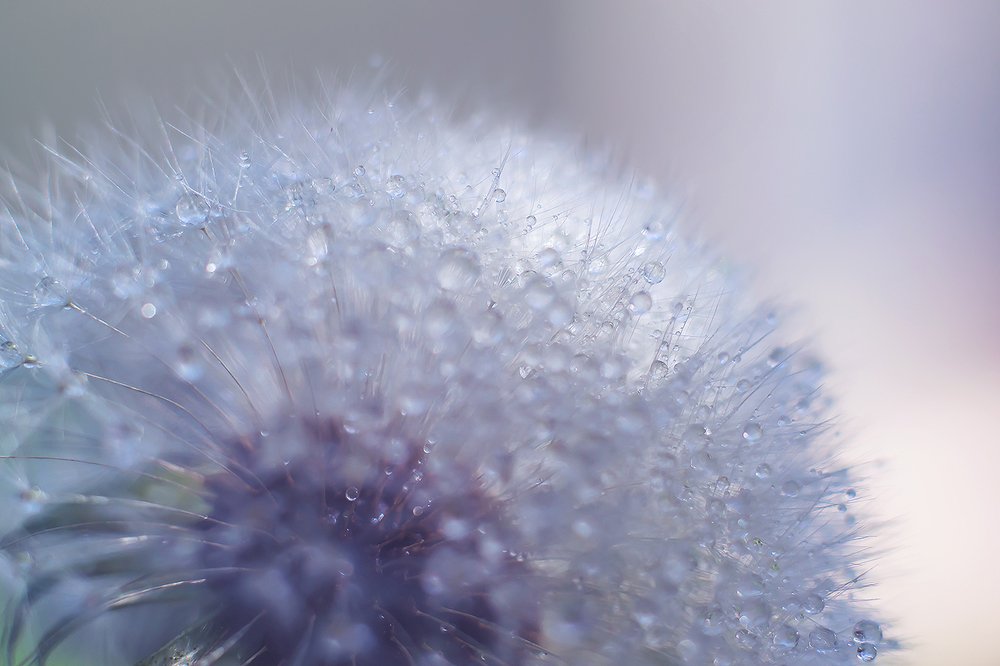 Нежная хрупкость