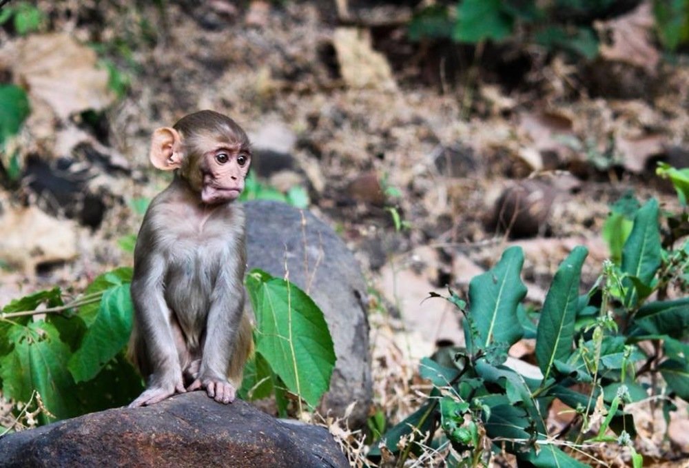 Photograph by Nyonika Rawal