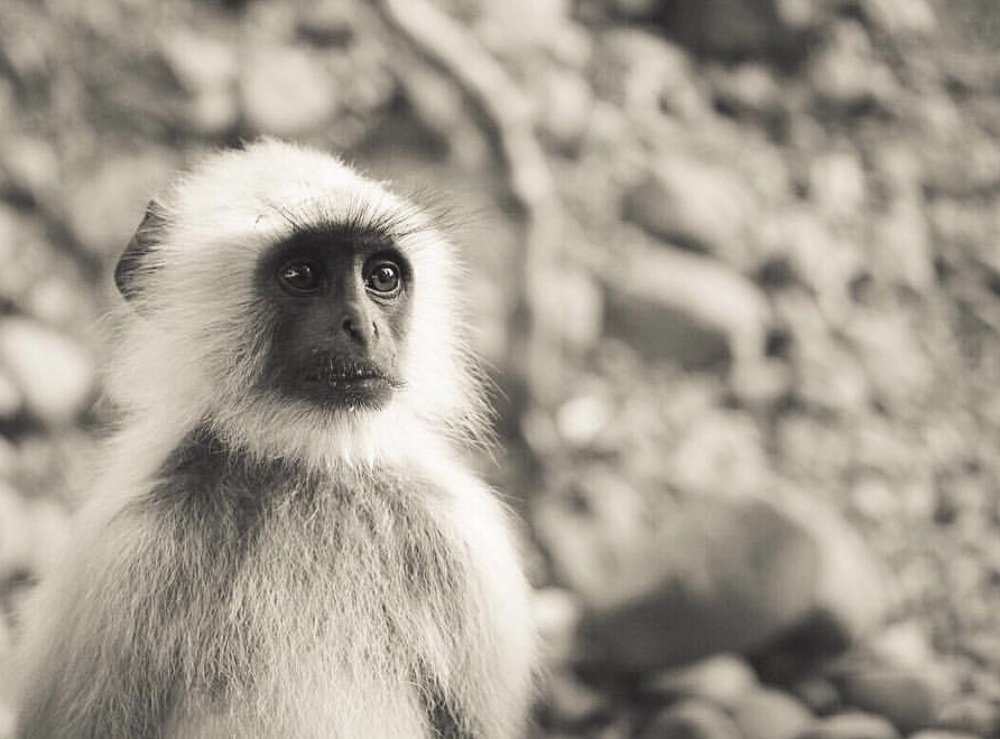 Photograph by Nyonika Rawal