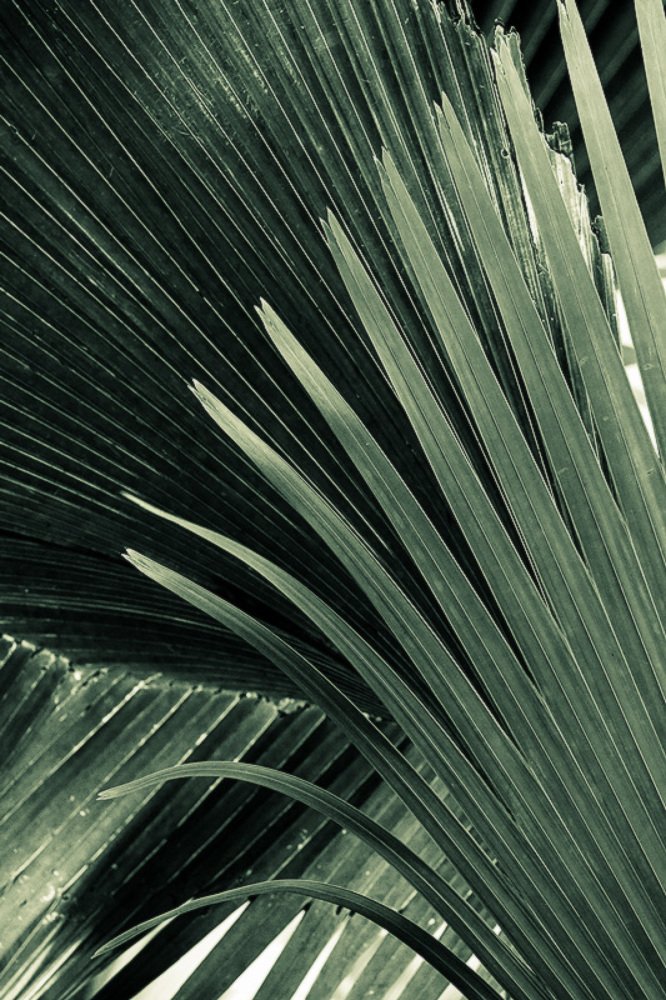 Лист пальмы