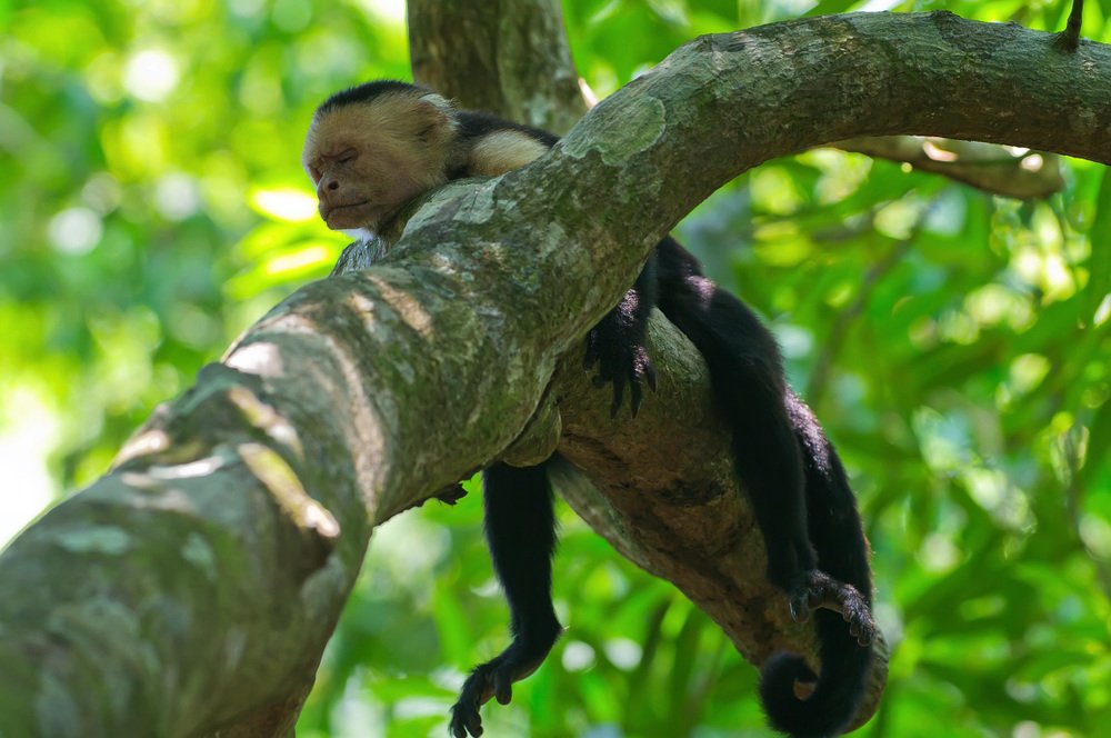 Послеобеденный сон