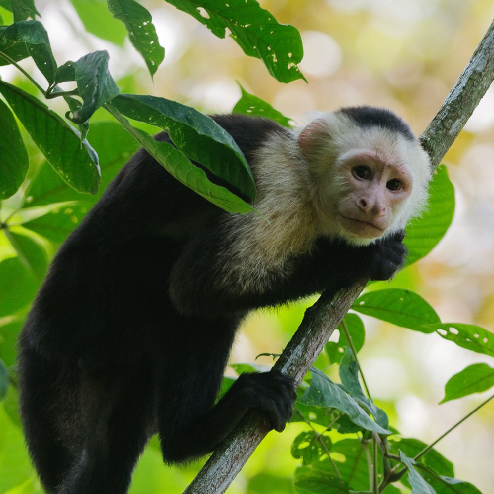 А я тебя вижу