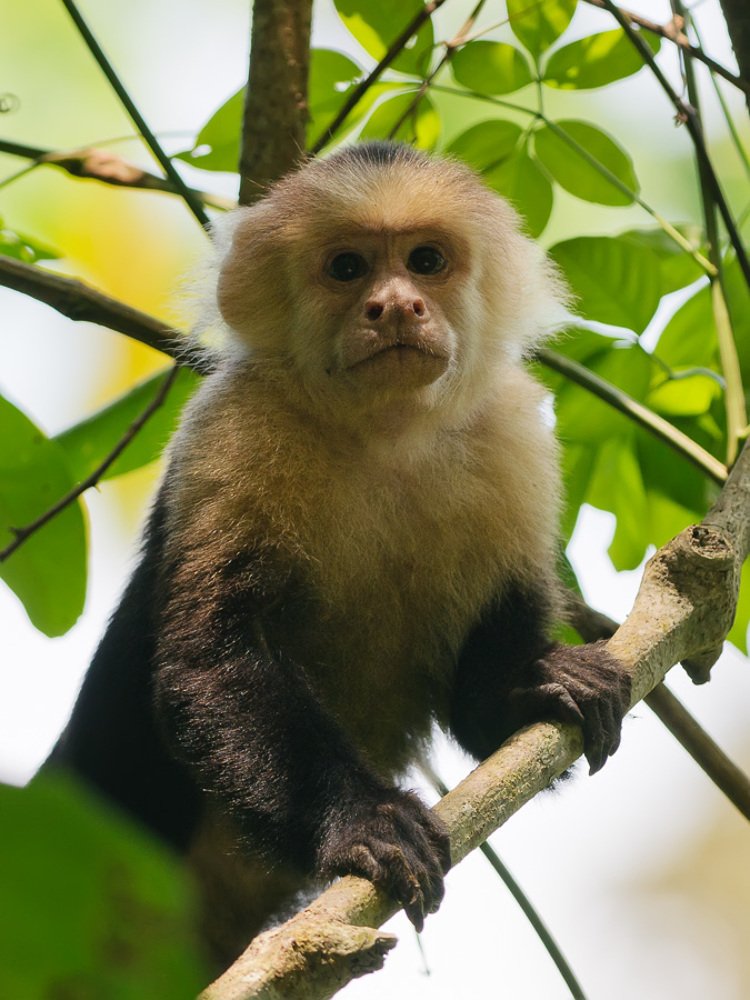 Ну чем не красавец?