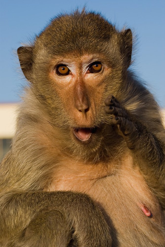 Голосуй за меня!