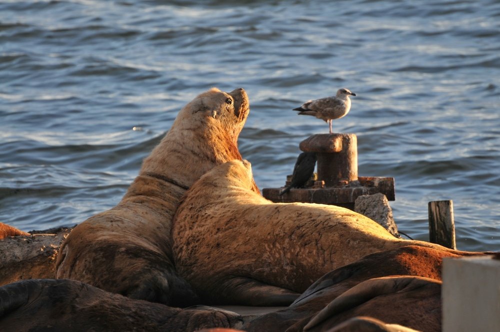 Photograph by Анна Стрельченко